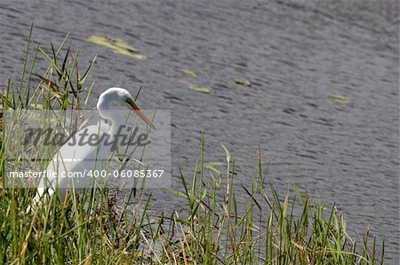 An egret standing in the grass  by the side of the lake