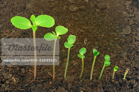 Sequence of Impatiens balsamina flower growing, evolution concept