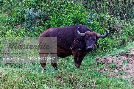 The Buffalo in the Masai Mara park The Buffalo in the Masai Mara park