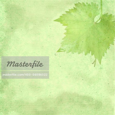 Green background image for the photo album, photo book with a grape leaf