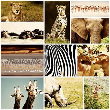 African wild animals safari collage, large group of fauna diversity at African continent, natural themed collection background, beautiful nature of Kenya, wildlife adventure and travel African wild animals safari collage, large group of fauna diversity at African continent, natural themed collection background, beautiful nature of Kenya, wildlife adventure and travel