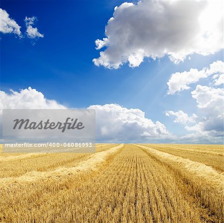 collected harvest in windrows under cloudy sky