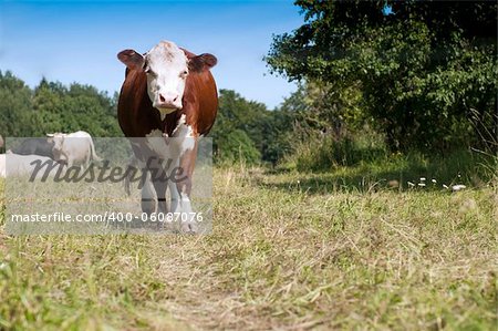 The curious cow on pasture coming to us