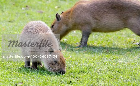 Capybara (Hydrochoerus hydrochaeris) grazing on fresh green grass