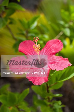 A red hibiscus flower with green leaves.