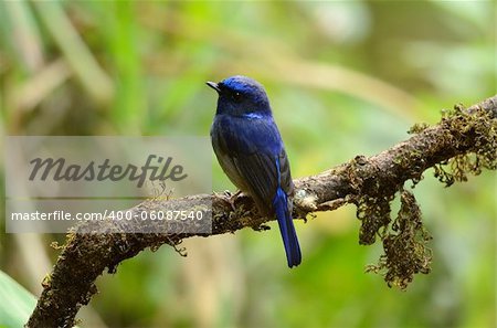 beautiful male small niltava (Niltava macgrigoriae)