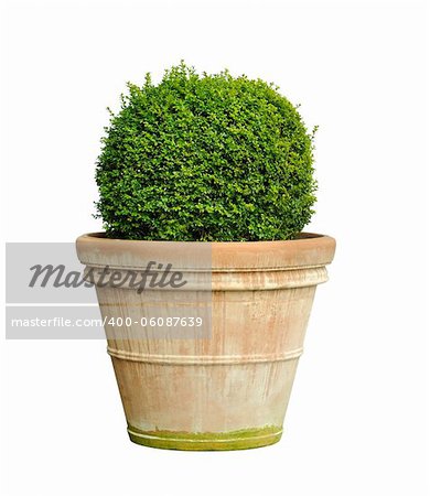 large clay pot with a boxwood