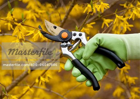 pruning shrubs with sharp pruners in spring