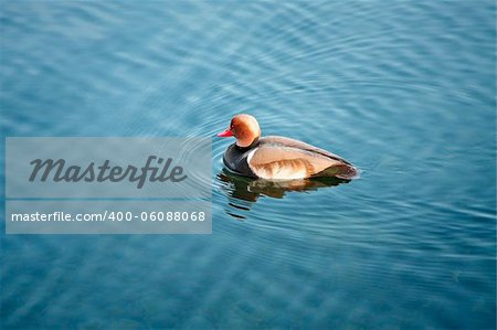 An image of a nice duck in the water