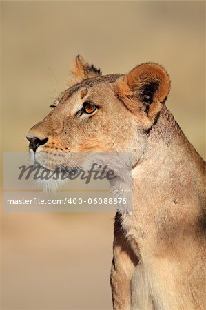 Alert lioness (Panthera leo), Kalahari desert, South Africa