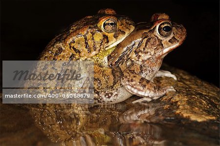 Mating guttural toads (Amietophrynus gutturalis) in water with reflection, South Africa