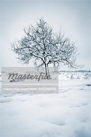 An image of a tree in a winter landscape