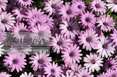 light purple garden chrysanthemums as floral background