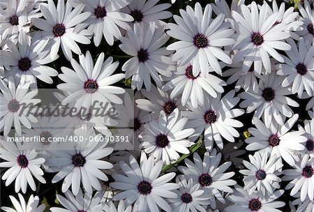 white garden chrysanthemums as floral background