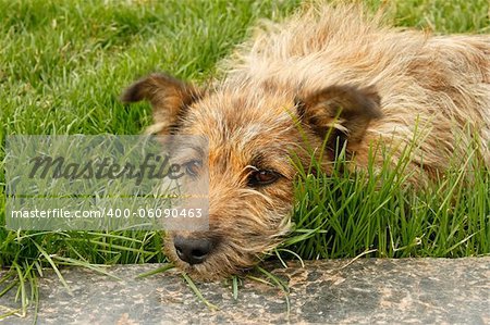 Strolling dog lying on green grass resting head on a marble slab