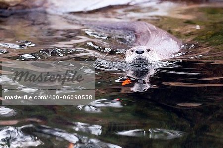 European otter floating in the water hunting for food