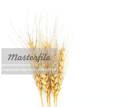 Rye ears isolated on white background