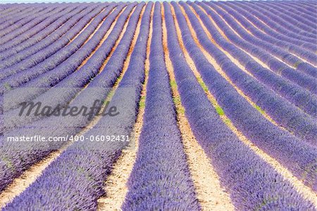 Lavendel-Feld, Plateau de Valensole, Provence, Frankreich