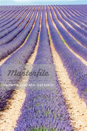 lavender field, Plateau de Valensole, Provence, France