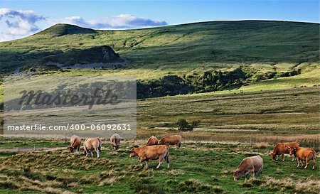 Herd of cattle grazing on the high altitude pasture in The Central Massif in Auvergne region of France.