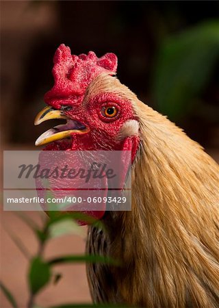 A rooster in Mali, Africa