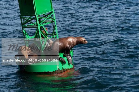 A photo of several Stellar Sea Lions resting on a buoy in Prince William Sound off the coast of Alaska.