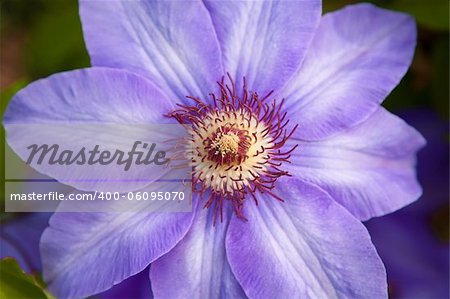 one violet flower outdoors