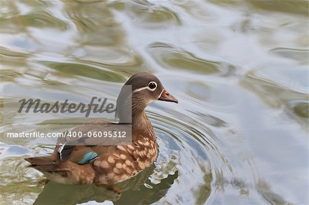 mandarin duck (female) swims on the surface of water mandarin duck (female) swims on the surface of water