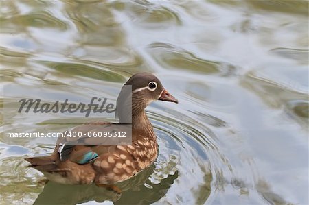 mandarin duck (female) swims on the surface of water