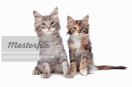 Maine Coon kittens in front of a white background