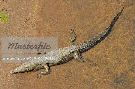 Nile crocodile (Crocodylus niloticus) in shallow water, South Africa