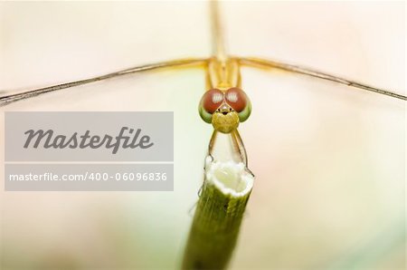 dragonfly macro in garden or in green nature