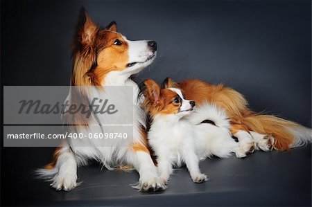 big and small (border collie and papilion puppy