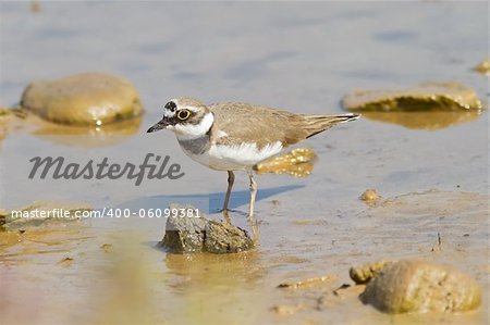 A Little Ringed Plover (Charadrius dubius) standing on mud