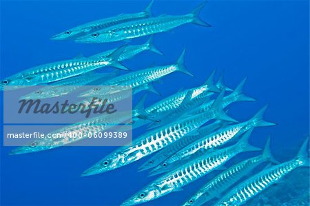 Large shoal of blackfin barracuda underwater