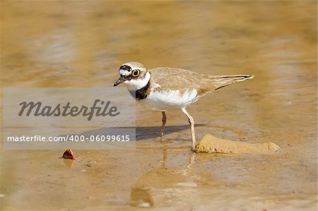 A Little Ringed Plover (Charadrius dubius) standing on shallow water