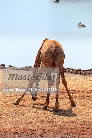 Giraffe posing near lake in summer day