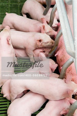 Little piglets suckling their mother at the pig factory