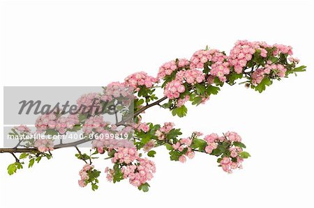 decoration hawthorn in bloom with red flower heads
