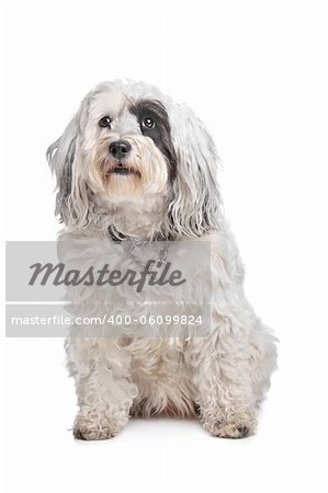 Tibetan Terrier in front of a white background