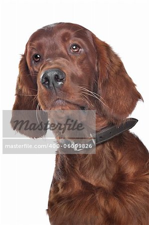 Irish setter hound in front of a white background
