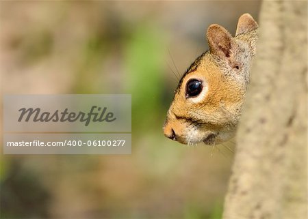 A Gray Squirrel closeup head shot perched on a tree.