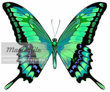 Vector illustration of beautiful blue green butterfly  isolated on white background