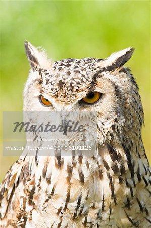 Siberian Eagle Owl or Bubo bubo sibericus - Eagle owl with lighter colored feathers