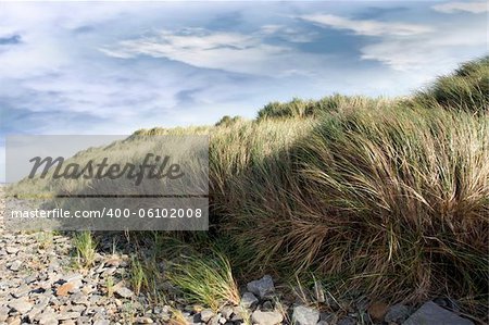 tall dune grass on a rocky beach in county Kerry Ireland gently blowing in the breeze