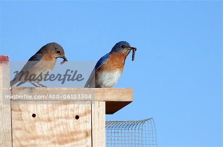A pair of Eastern Bluebirds sitting on a nesting box and ready to feed the baby birds the worms held in their beaks.
