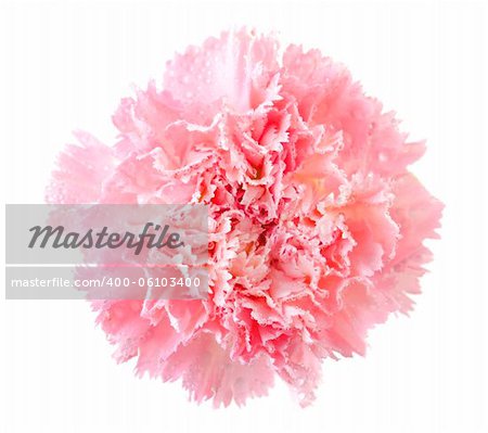 Pink carnation flower head isolated on white