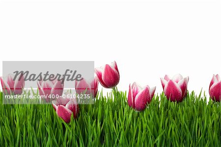 Grass and Pink Tulip Flowers on isolated white background / copy space