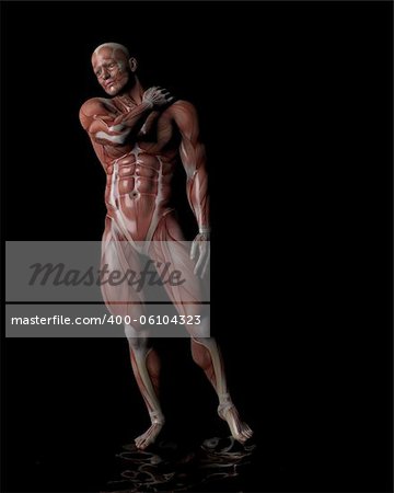 a male model of human anatomy