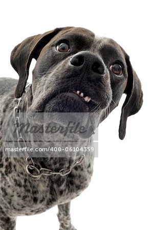 aggressive german shorthaired pointer in front of white background